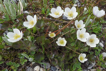 Small-flowered anemone 