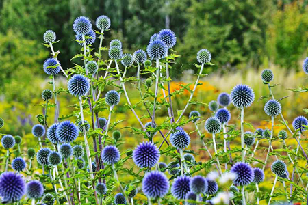 Small globe thistle