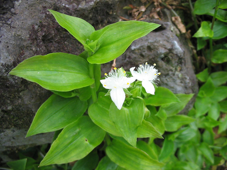 Small leaf spiderwort