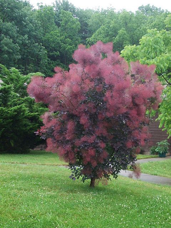 Smoke Tree 