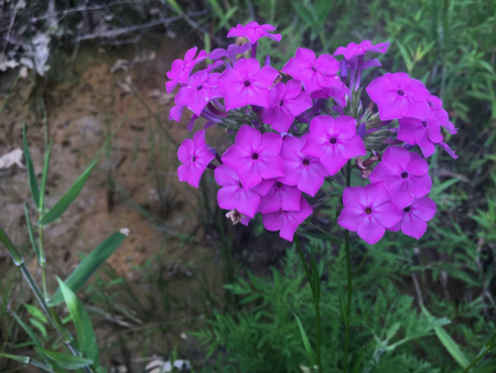 Smooth phlox 