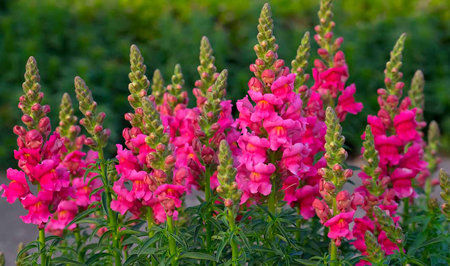 Snapdragon  