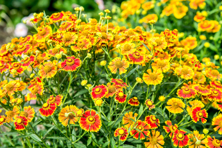 Sneezeweed  