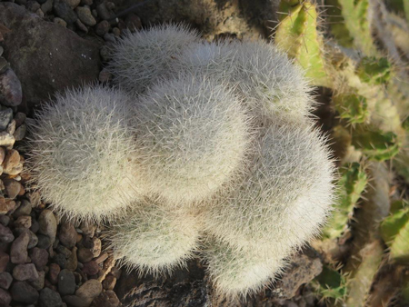 Snowball Cactus 