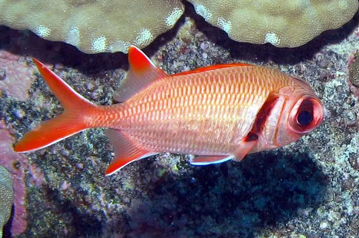 Soldierfish