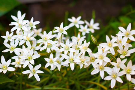 Star of Bethlehem