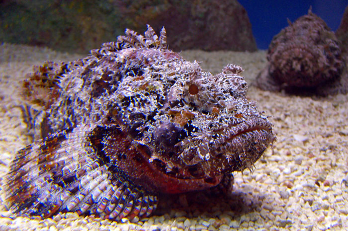 Stonefish