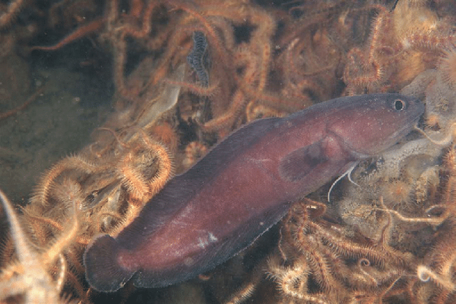 Tadpole Fish