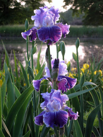 Tall Bearded Iris