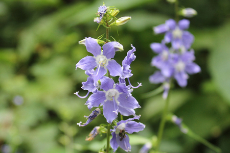 Tall Bellflower 