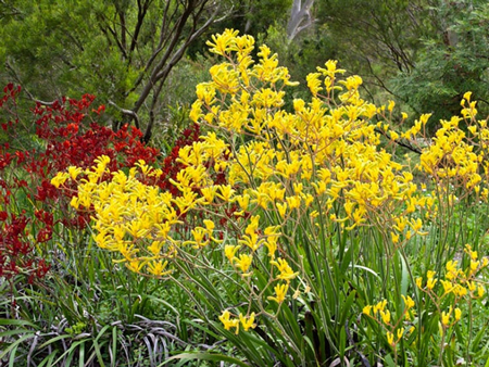 Tall Kangaroo Paw