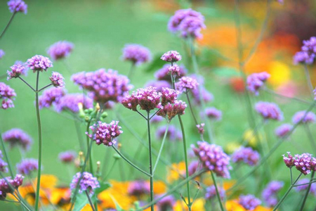 Tall verbena 