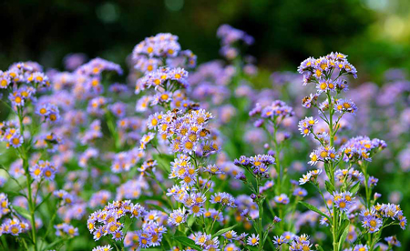 Tartarian Aster 