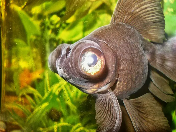 Telescopefish