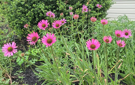 Tennessee coneflower 