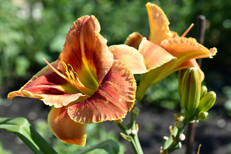 Tetraploid daylily 