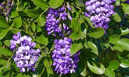 Texas Mountain Laurel