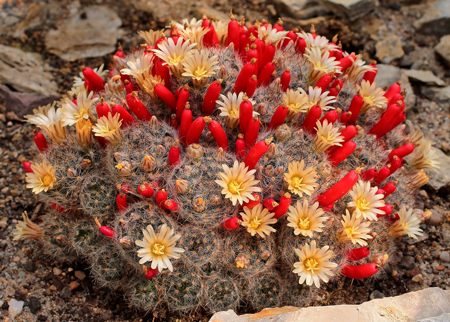 Texas Nipple Cactus