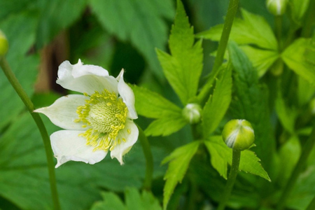 Thimbleweed  