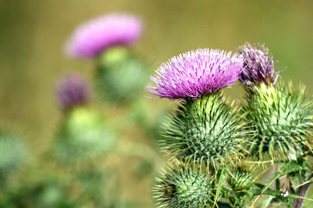 Thistle