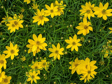 Threadleaf coreopsis 