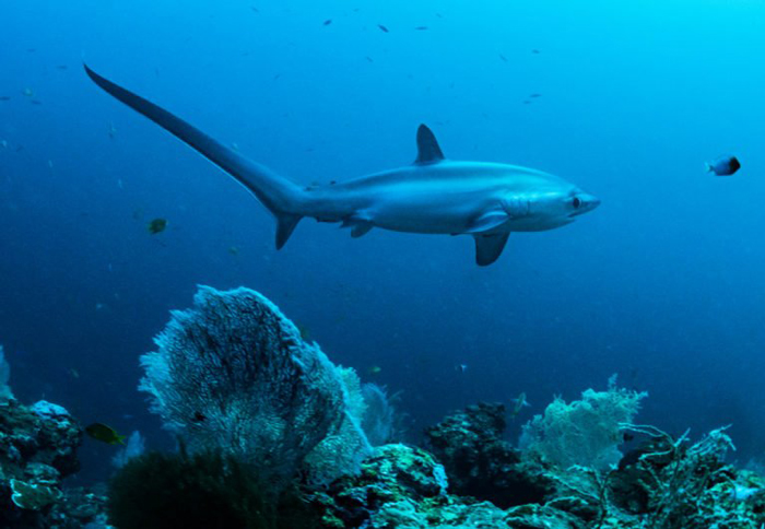 Thresher Shark