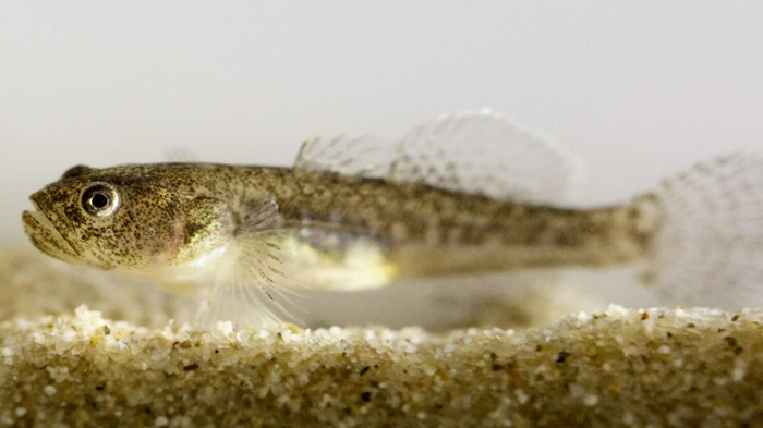 Tidewater Goby