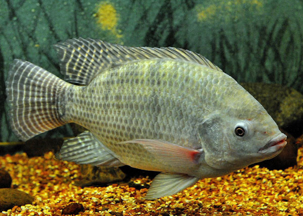 Tilapia