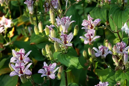 Toad lily 