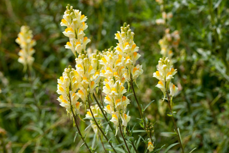 Toadflax