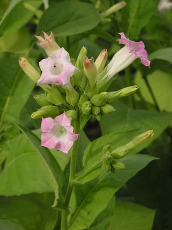 Tobacco plant 