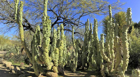 Totem Pole Cactus