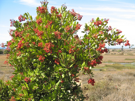 Toyon Shrub 