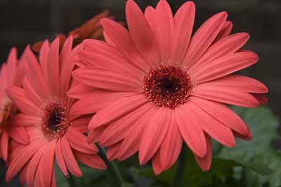 Transvaal daisy 