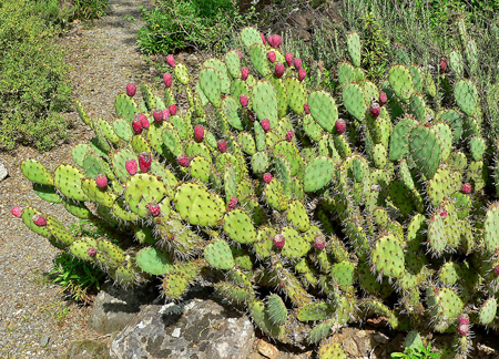 Tree Prickly Pear