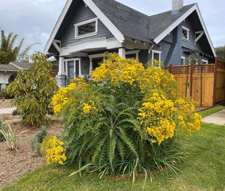 Tree Sonchus 