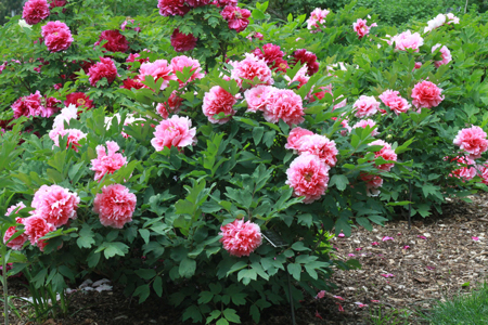 Tree peony 