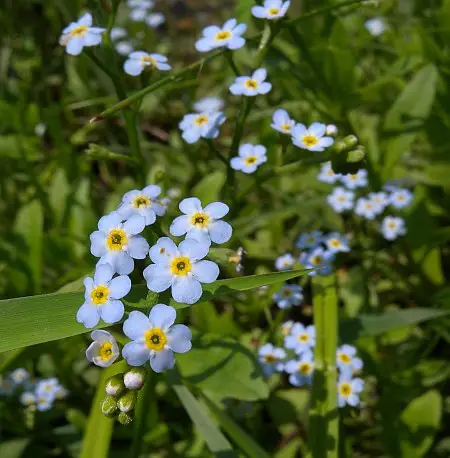 TRUE forget-me-not 