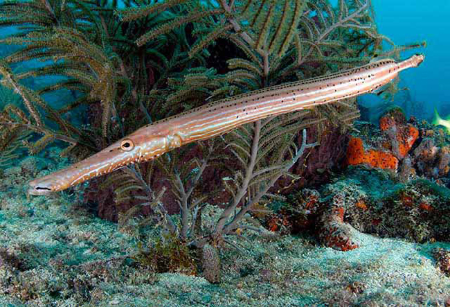 Trumpetfish