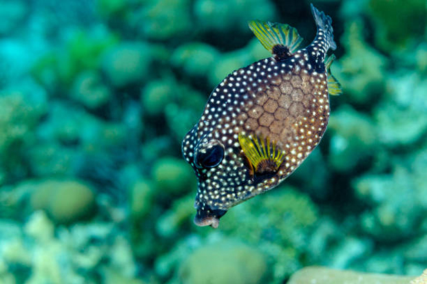 Trunkfish