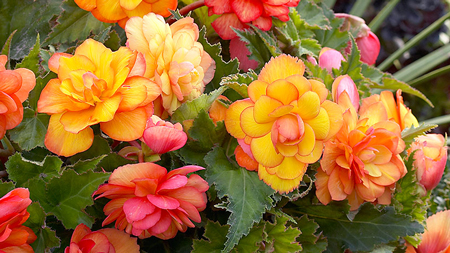 Tuberous Begonia 