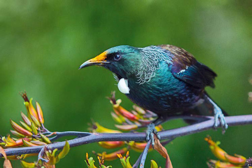 Tui