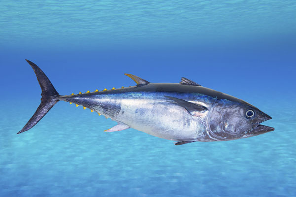 Tuna