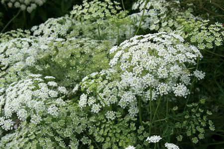 Umbellifer 