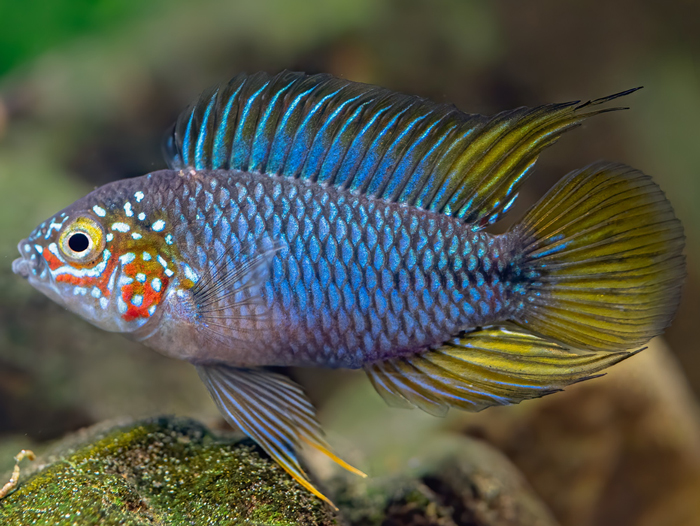 Umbrella Cichlid