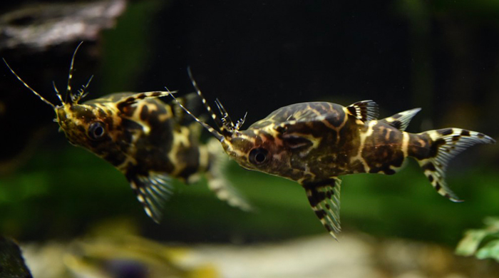 Upside-down Catfish