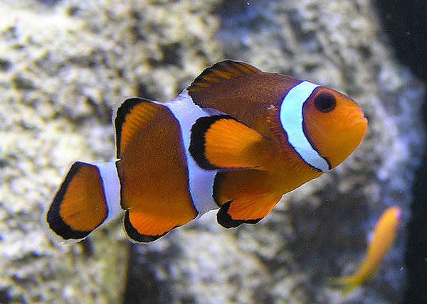 Uraga anemonefish