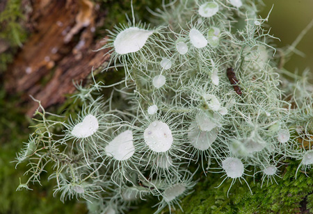 Usnea 