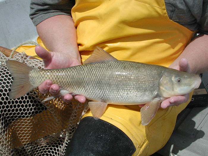 Utah Sucker