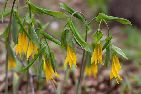 Uvularia